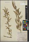 Foto von Salix alba L. x Salix fragilis L.